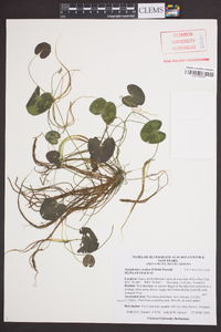 Nymphoides cordata image