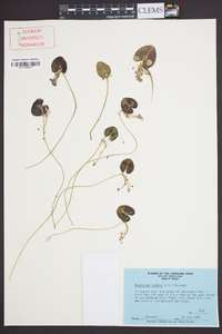 Nymphoides cordata image