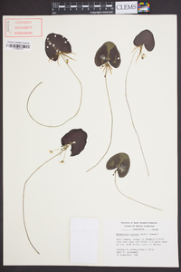 Nymphoides cordata image