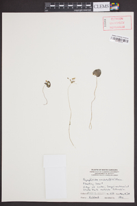 Nymphoides cordata image