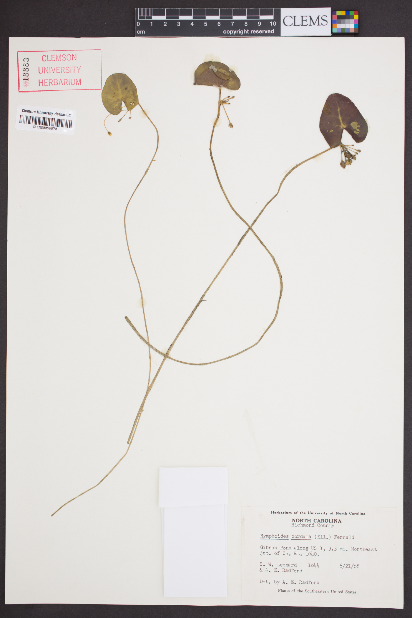 Nymphoides cordata image