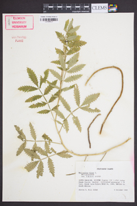 Melianthus minor image