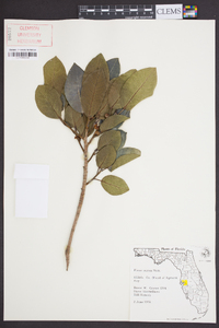 Ficus aurea image