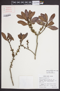 Morella caroliniensis image