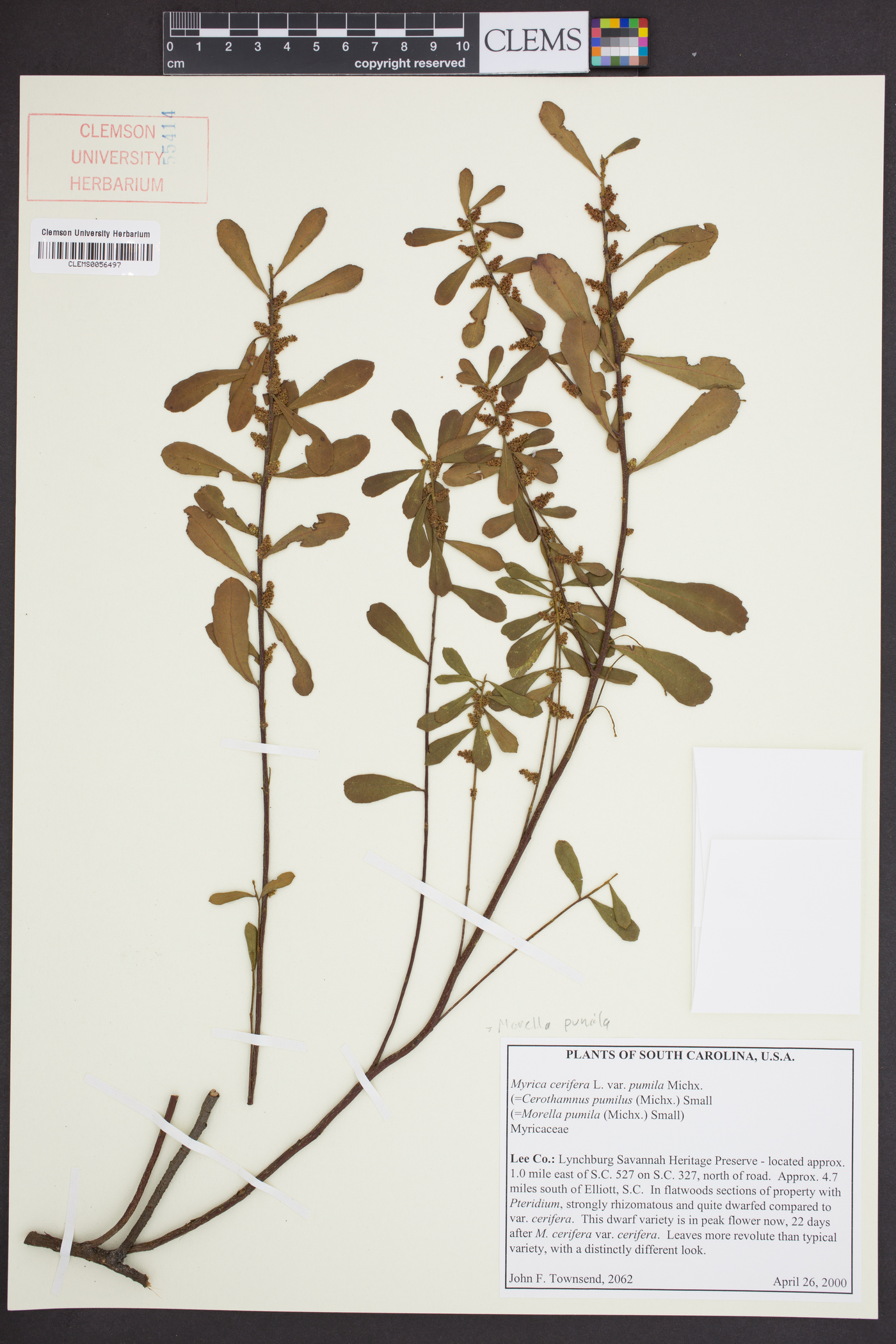 Morella pumila image