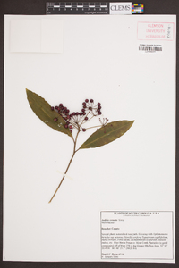 Ardisia crenata image