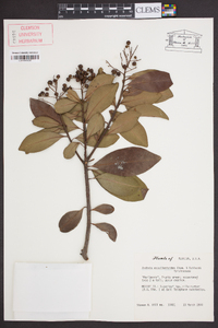 Ardisia escallonioides image