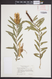 Melaleuca quinquenervia image