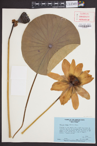 Nelumbo lutea image