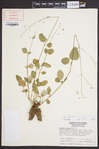 Boerhavia diffusa image