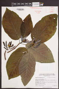 Magnolia acuminata image