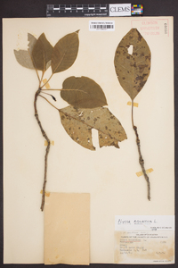 Nyssa aquatica image