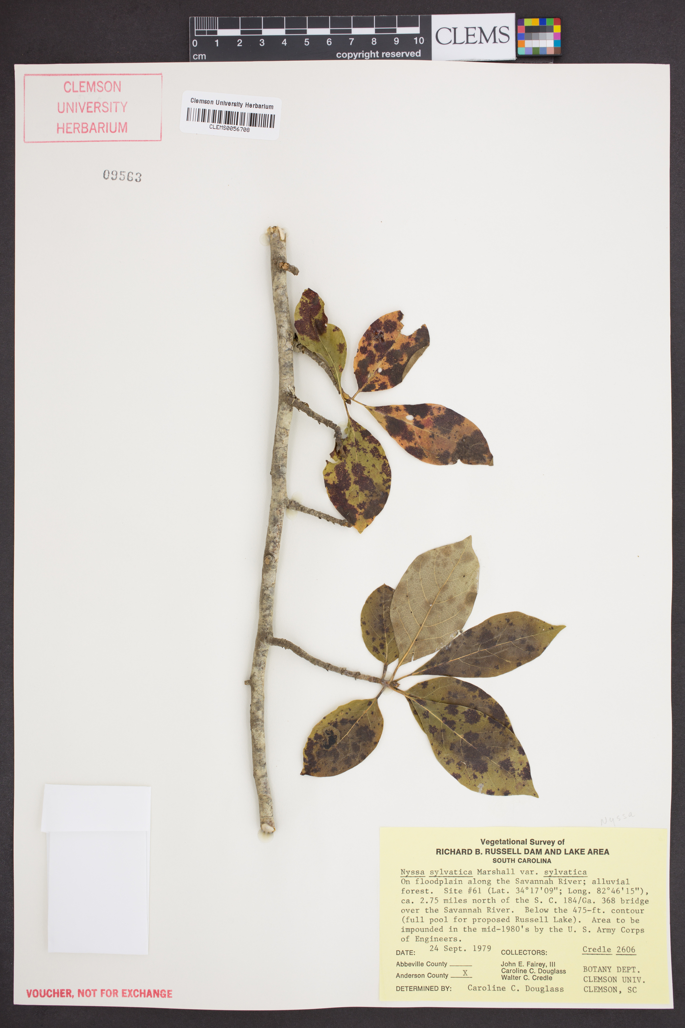 Nyssa sylvatica var. sylvatica image