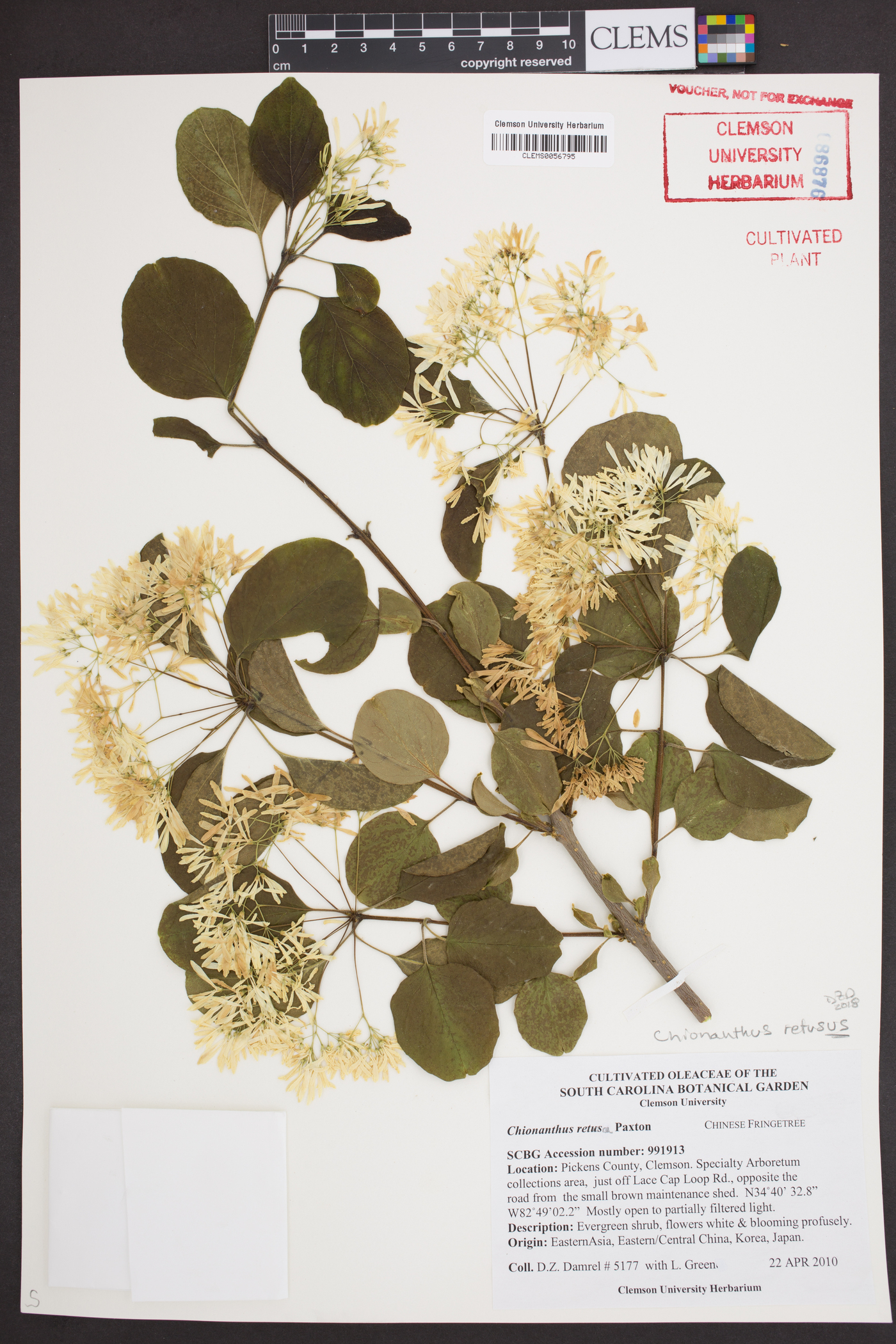 Chionanthus retusus image