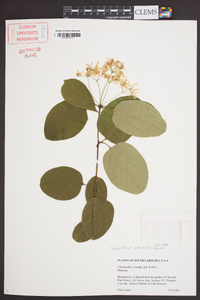 Chionanthus retusus image