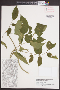 Fraxinus caroliniana image