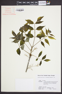 Fraxinus americana var. biltmoreana image