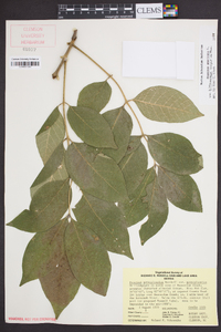 Fraxinus americana var. biltmoreana image