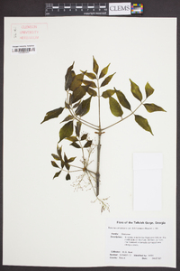 Fraxinus americana var. biltmoreana image