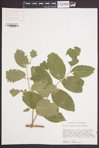 Fraxinus quadrangulata image