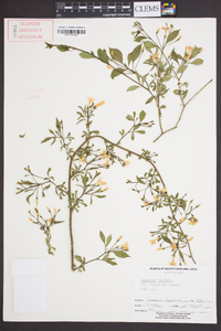 Jasminum floridum image