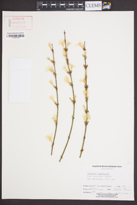 Jasminum nudiflorum image