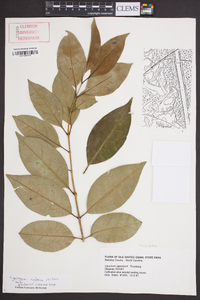 Ligustrum lucidum image