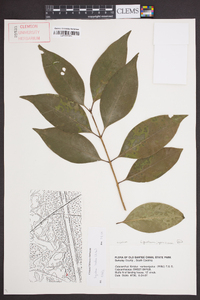 Ligustrum lucidum image