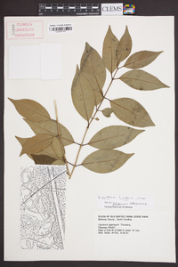 Ligustrum lucidum image