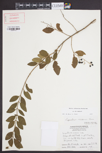 Ligustrum sinense image