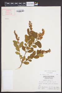 Ligustrum sinense image