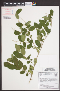 Ligustrum sinense image