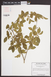 Ligustrum sinense image