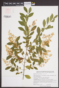 Ligustrum sinense image