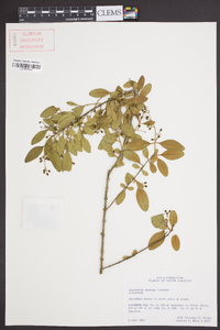 Ligustrum sinense image