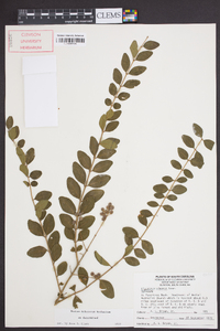 Ligustrum sinense image