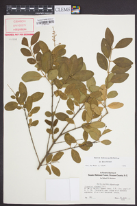 Ligustrum sinense image