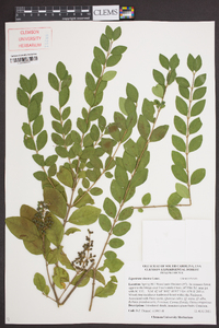 Ligustrum sinense image