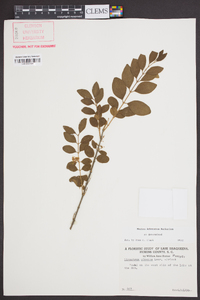 Ligustrum sinense image