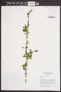 Ligustrum sinense image