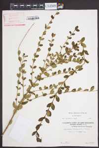 Ligustrum sinense image