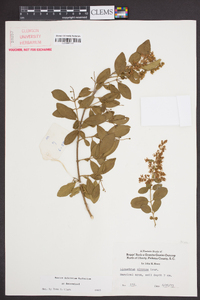 Ligustrum sinense image