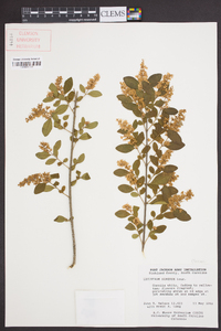 Ligustrum sinense image