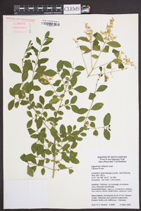 Ligustrum sinense image