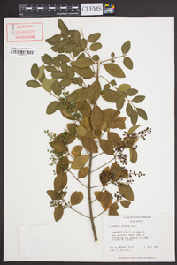 Ligustrum sinense image