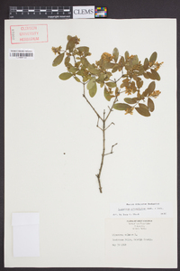 Ligustrum obtusifolium image