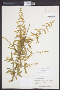 Ligustrum quihoui image