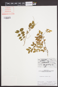 Ligustrum sinense image