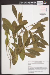 Osmanthus americanus image