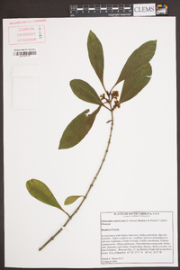 Osmanthus americanus image